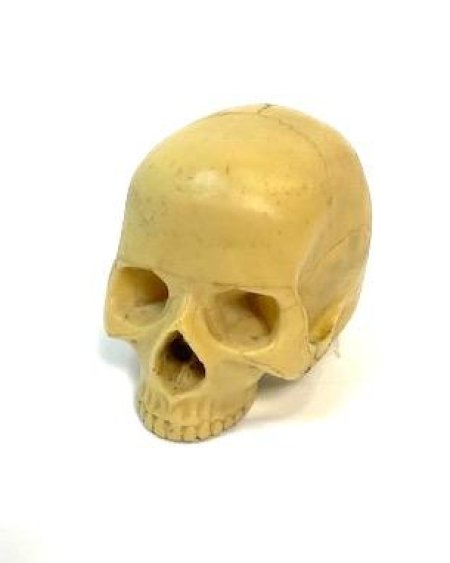 Small Composition Skull